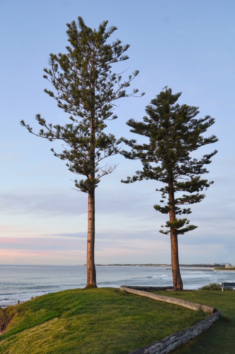 Twin Trees - Bulli NSW